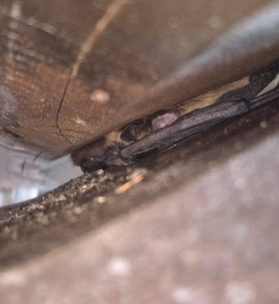 A bat found tucked into a narrow building crevice during an inspection